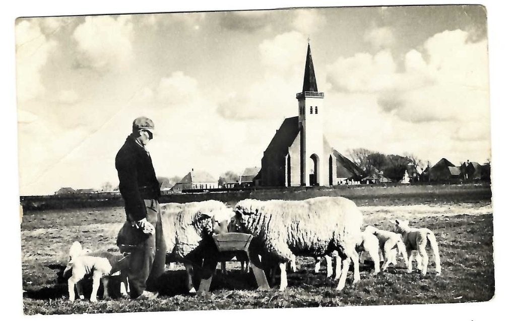 Texel Den Hoorn - Boer met schapen - slechte kwaliteit, Verzenden, 1940 tot 1960, Gelopen, Waddeneilanden