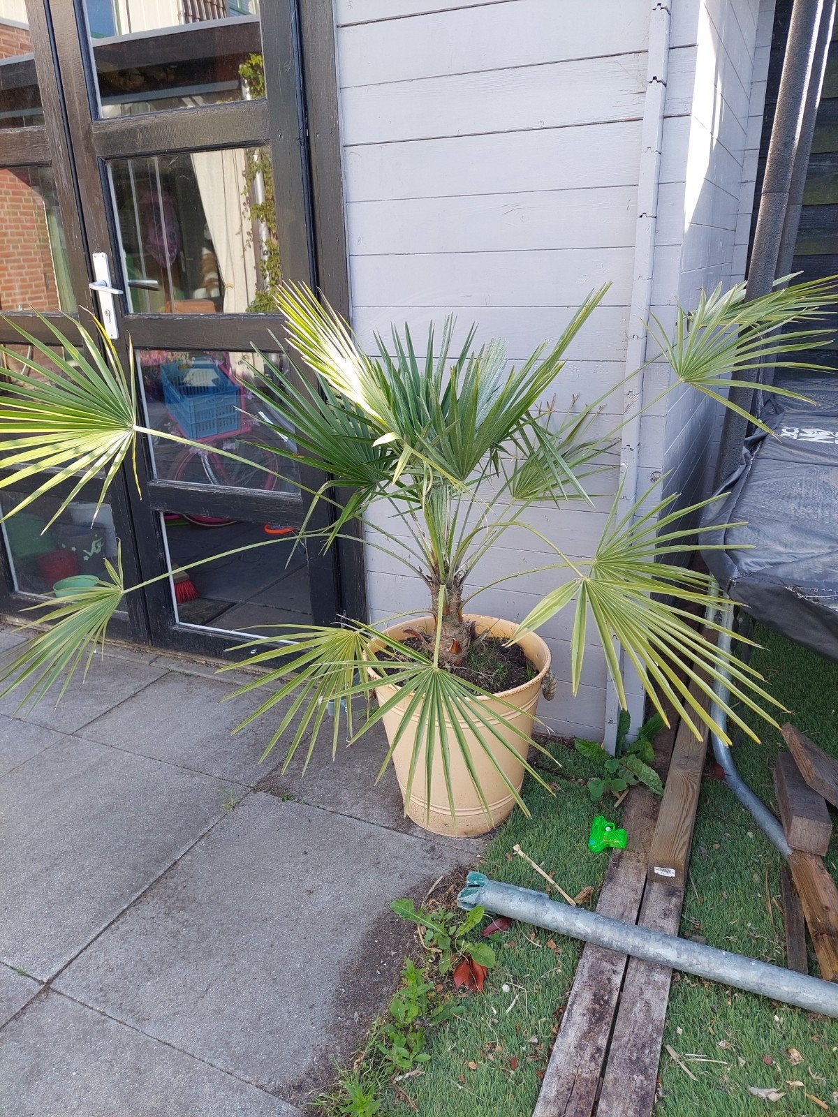 Mooie Trachycarpus Fortunei palmboom in pot, Tuin en Terras, Ophalen