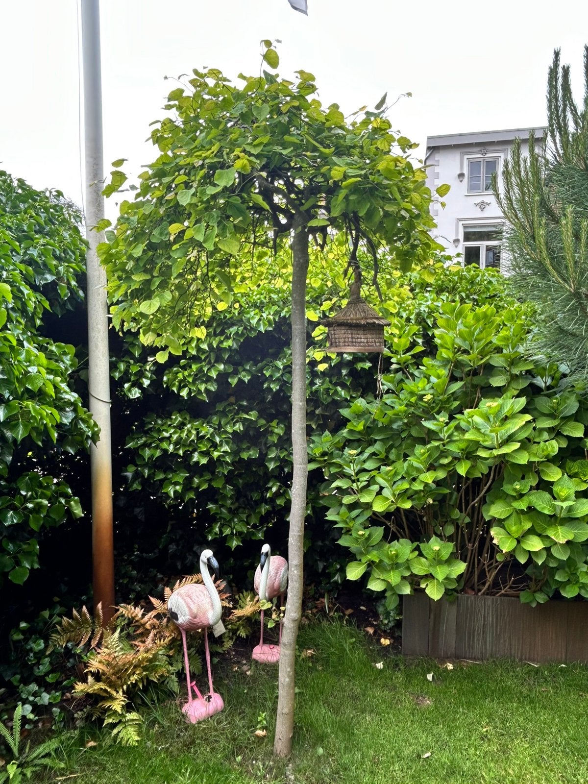 Gratis judasboom (cercis) van circa 2,5 meter hoog, Tuin en Terras, Ophalen, Volle zon, Overige soorten