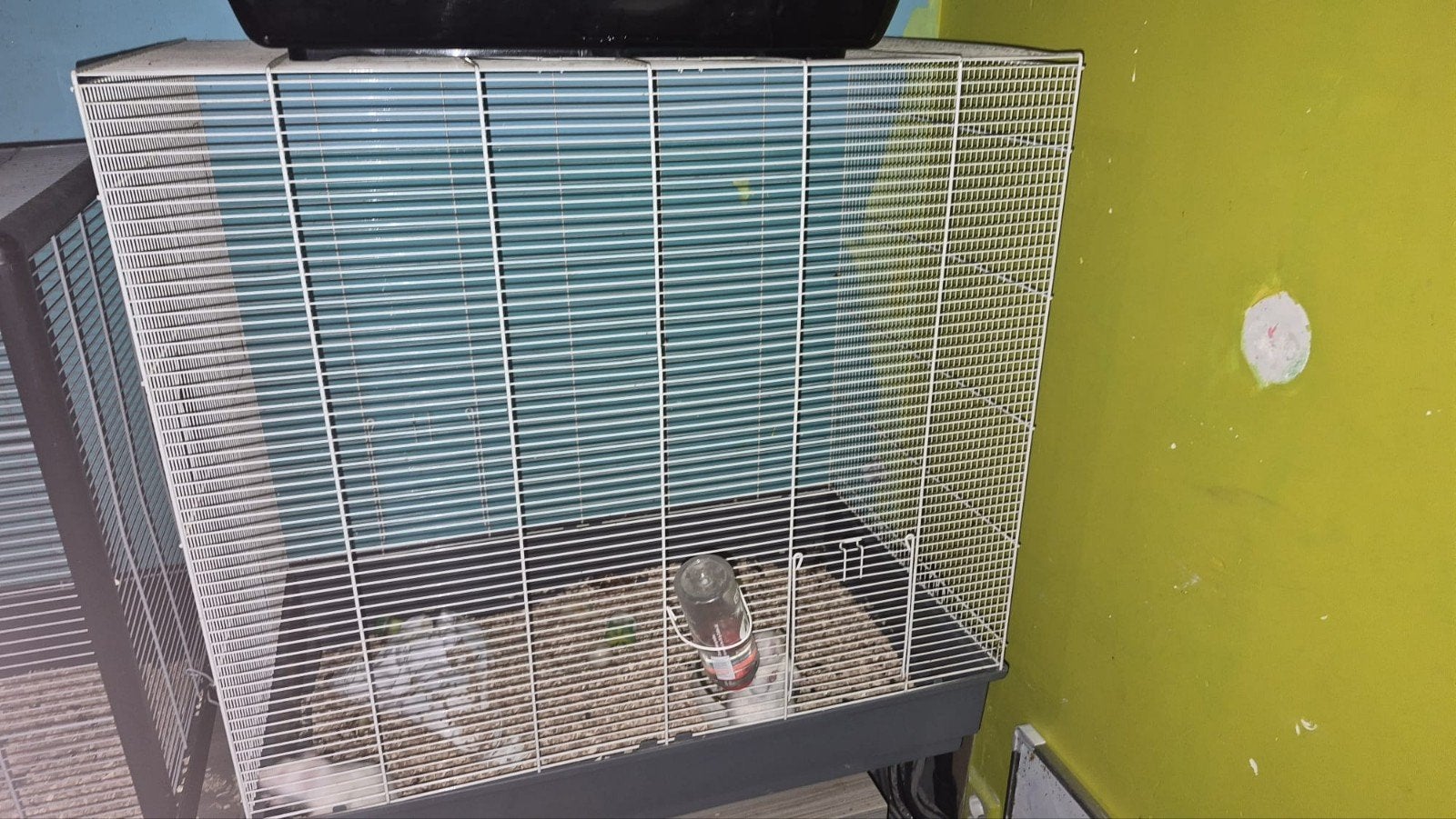 2 lieve ratjes aangeboden, Dieren en Toebehoren, Ophalen