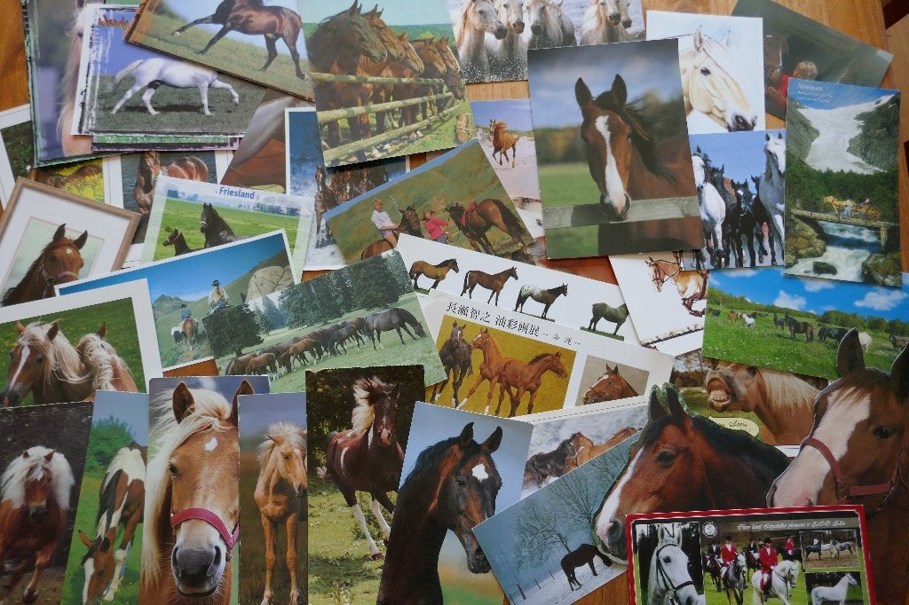 Partij 40x groot formaat anischten Paard Panorama Wendy Anco, Ophalen of Verzenden, 1980 tot heden, Paard
