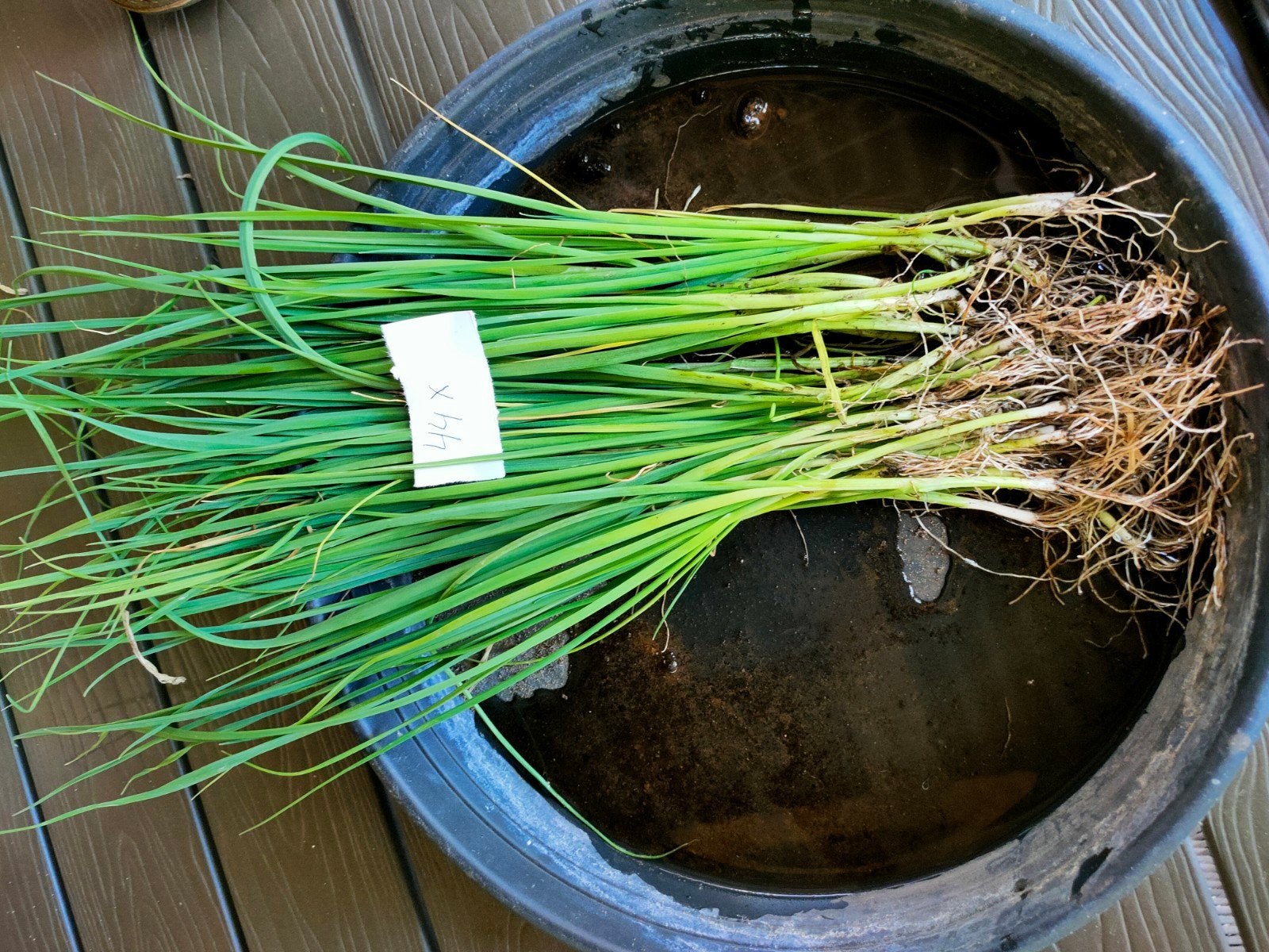 BIOLOGISCHE prei plantjes (ook het zaad is biologisch), Tuin en Terras, Planten | Tuinplanten, Ophalen of Verzenden, Eenjarig