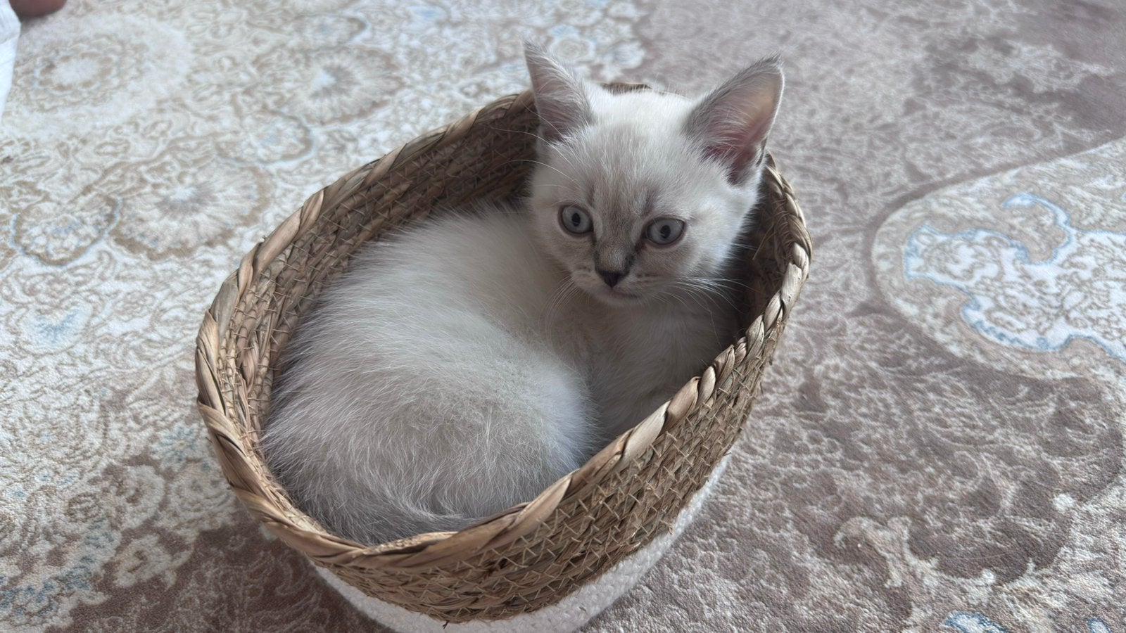 Kittens British Shorthair Colorpointü, Kater, 0 tot 2 jaar