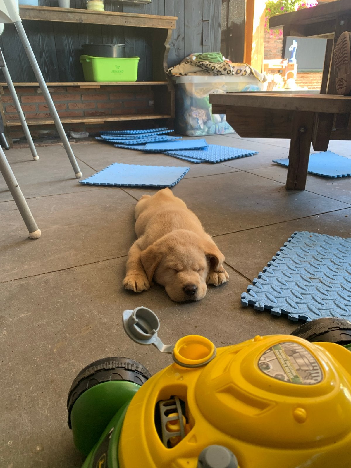 Mooie lieve labrador pups te koop. Mogen gelijk mee!, Parvo, 8 tot 15 weken, Groot, Meerdere