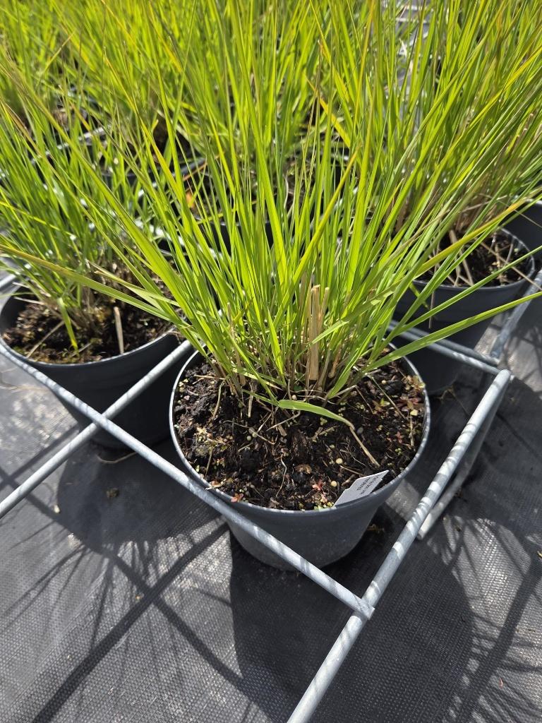 Molinia ‘Heidebraut’ – Pijpenstrootje – 2 liter pot – € 3,-, Ophalen, Vaste plant, Siergrassen, Halfschaduw