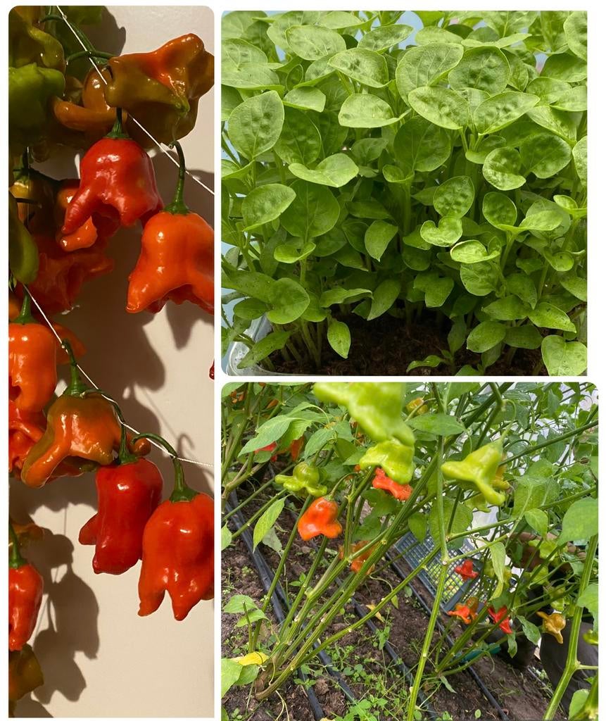 Chili peper plantentuin madame jeanette jelopeno biologische, Ophalen of Verzenden
