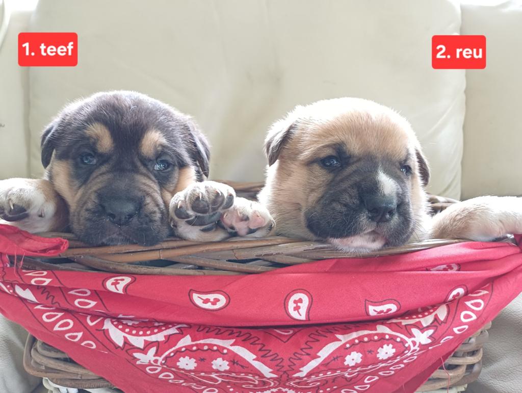 Unieke pups: Cane Corso x Duitse Herder/Corgi, Dieren en Toebehoren, 8 tot 15 weken, Meerdere, Meerdere dieren, Nederland