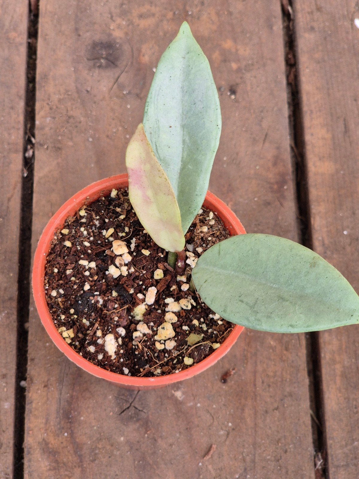 Hoya Wilbur Graves Silver p6 (5)