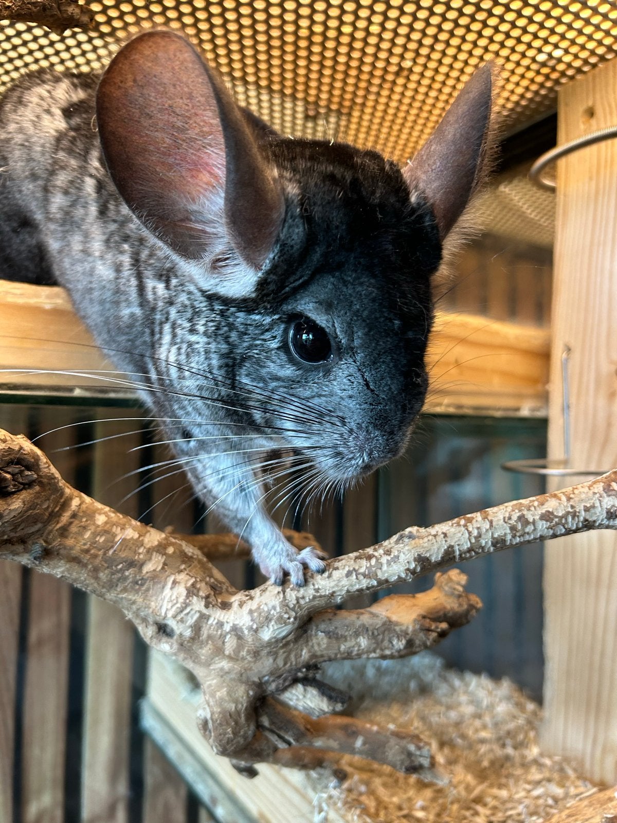 Chinchilla man van 2021, Dieren en Toebehoren, Chinchilla, Mannelijk, Tam, September