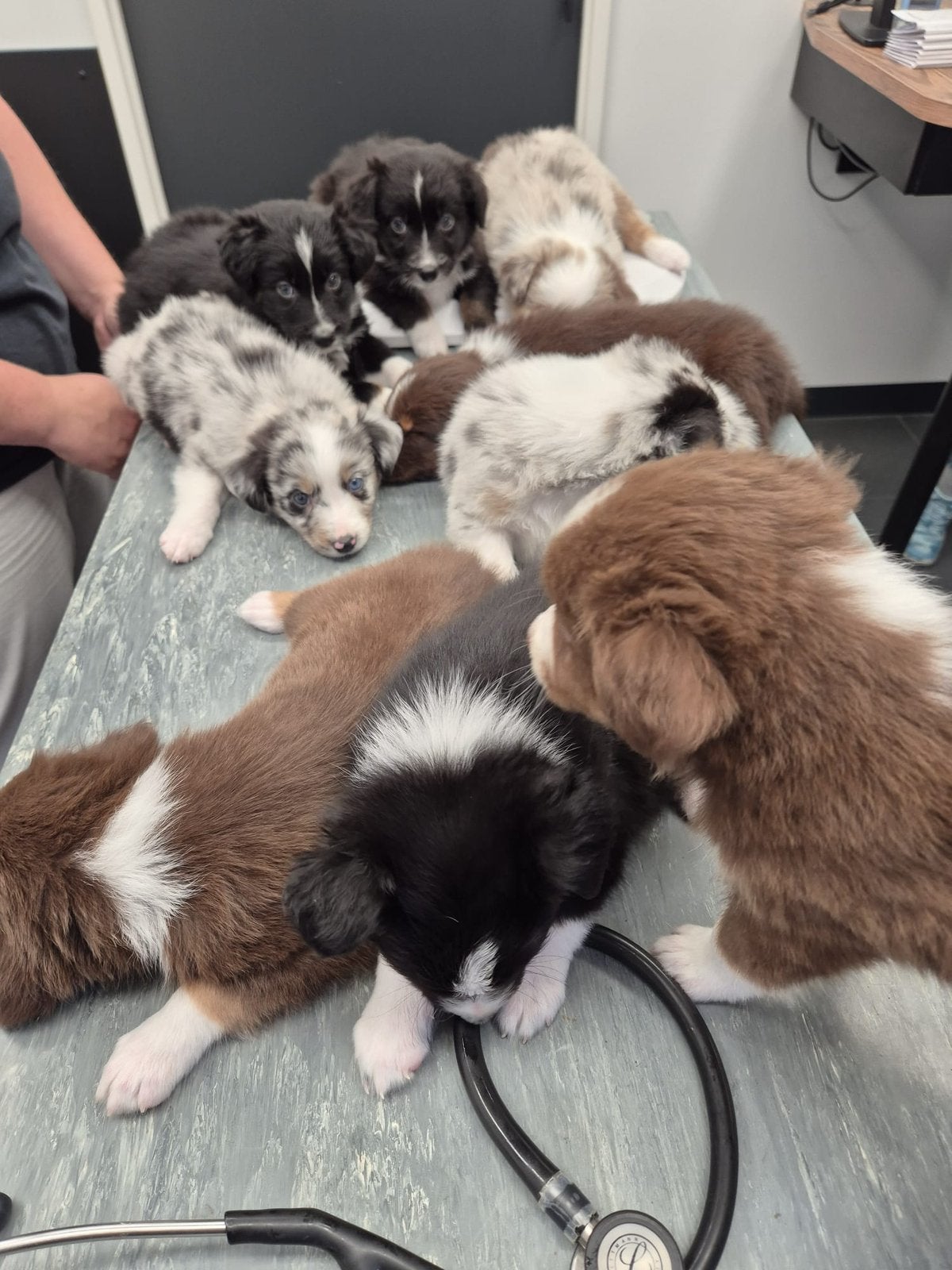 Nestje Aussie pups, Dieren en Toebehoren, Honden | Chihuahua's en Gezelschapshonden, Parvo, Overige rassen, 8 tot 15 weken, Meerdere