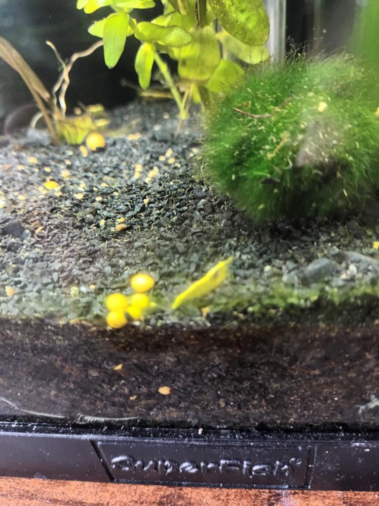 Gele garnalen, Dieren en Toebehoren, Vissen | Aquariumvissen, Kreeft, Krab of Garnaal
