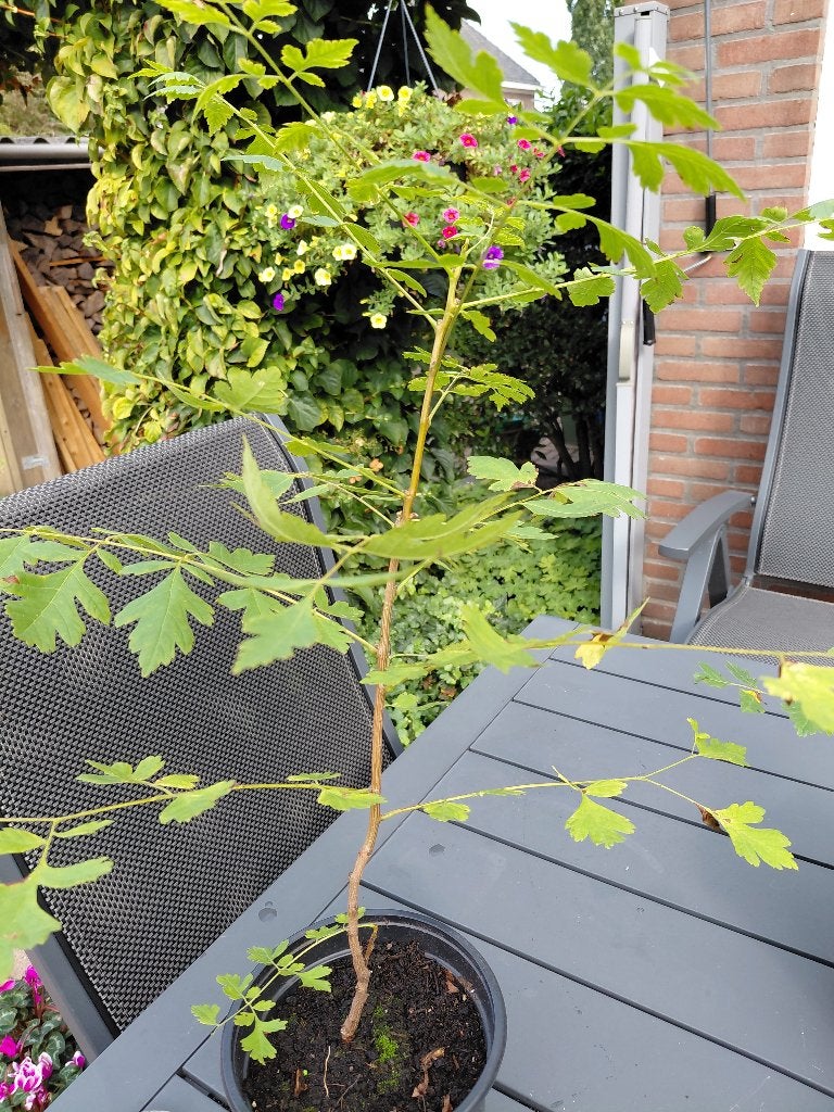 lampionboom, Ophalen, Volle zon, Overige soorten, Minder dan 100 cm