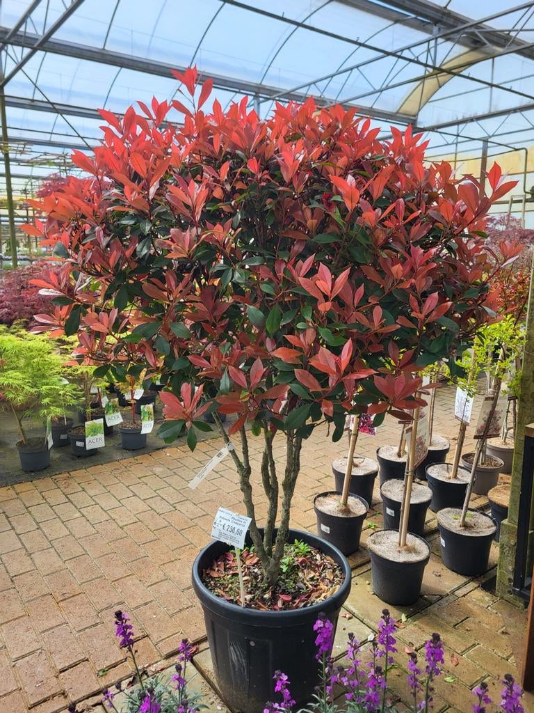 Photinia fr. Robusta Compacta 125-150cm paraplu vorm, Ophalen, Overige soorten