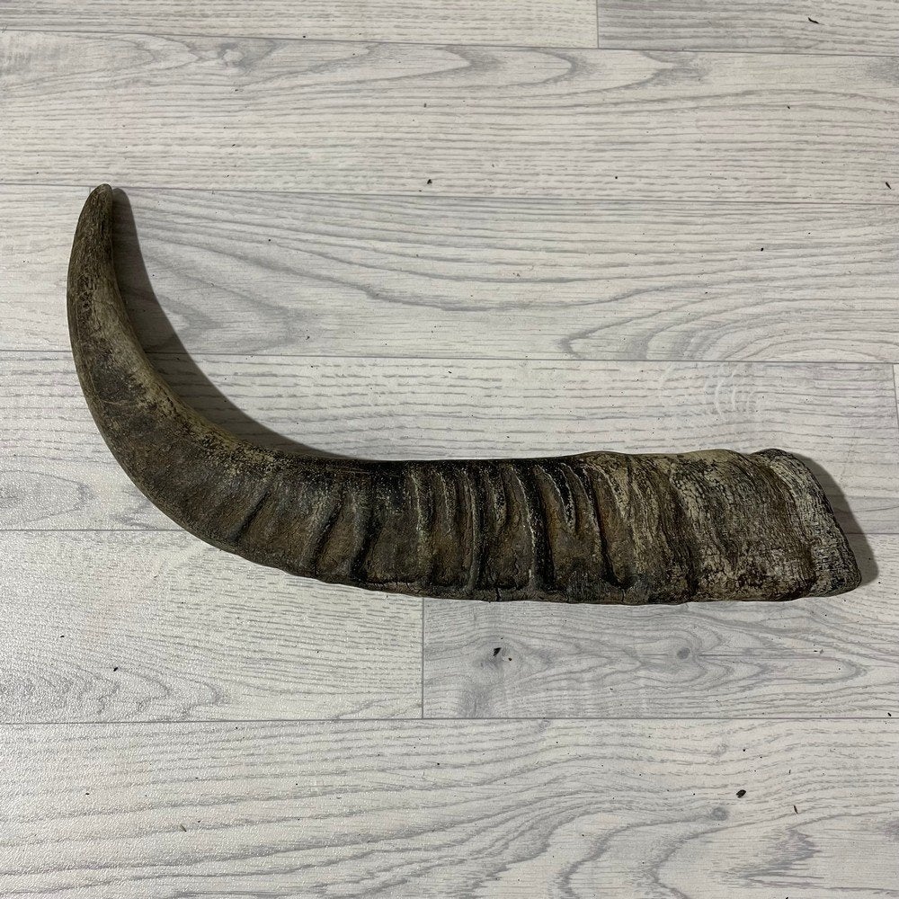 Waterbuffel hoorn los 55cm nr 326 | Lederstore, Ophalen of Verzenden, Nieuw, Boerderijdier, Gewei of Kop