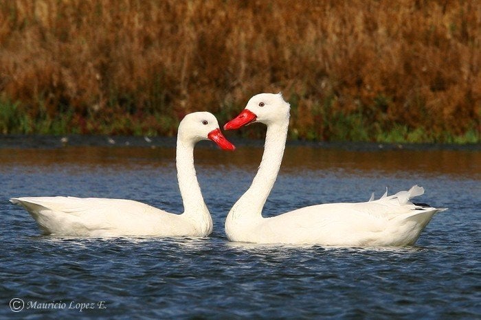 Coscorobazwaan | Mooie zwanen | Deskundig advies, Dieren en Toebehoren, Pluimvee, Meerdere dieren, Gans of Zwaan