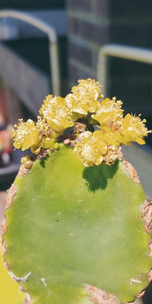 Euphorbia cactus, Ophalen, Halfschaduw, Minder dan 100 cm