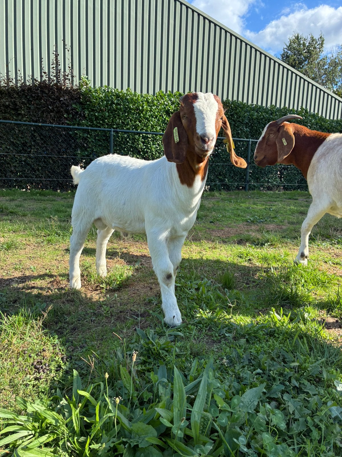 Boerbok te koop, Mannelijk, Geit, 0 tot 2 jaar