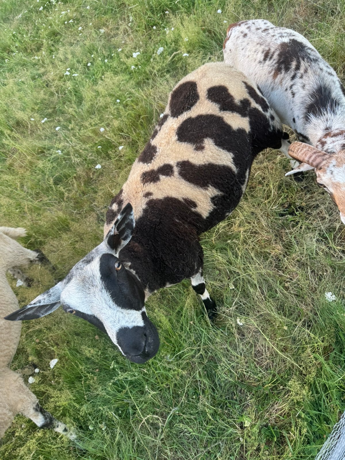 Bonte schaap, Dieren en Toebehoren, Schapen, Geiten en Varkens, Schaap, Vrouwelijk