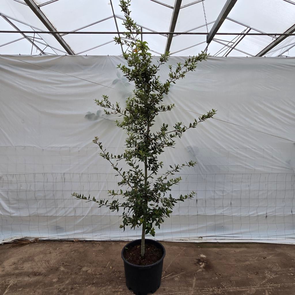 Steeneik (Quercus ilex) 2.5m - Wintergroene boom in pot, Overige soorten, Lente, 100 tot 250 cm, Ophalen