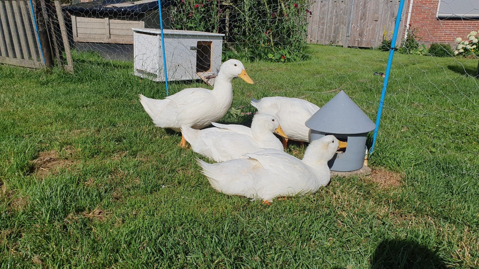 Pekingeenden kuikens, Meerdere dieren, Eend