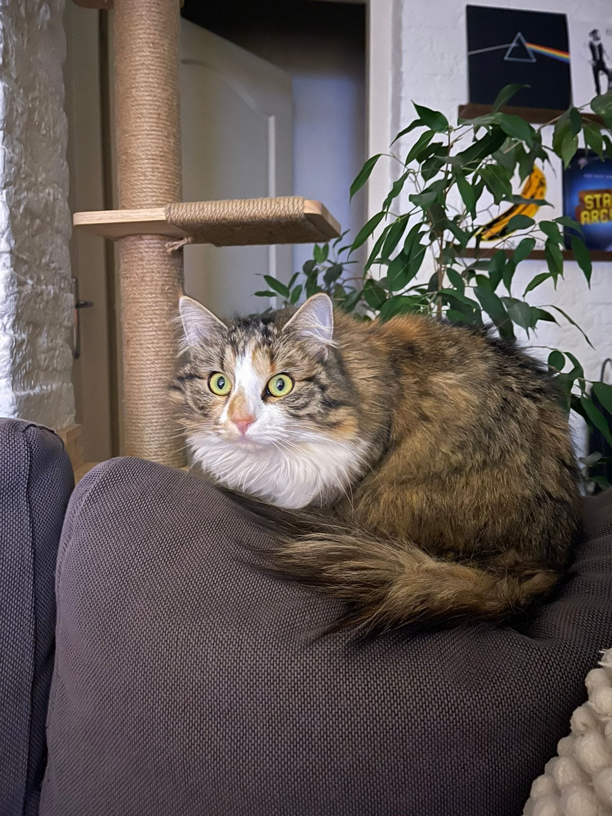 Lieve kat, Dieren en Toebehoren, Katten en Kittens | Overige Katten, Poes