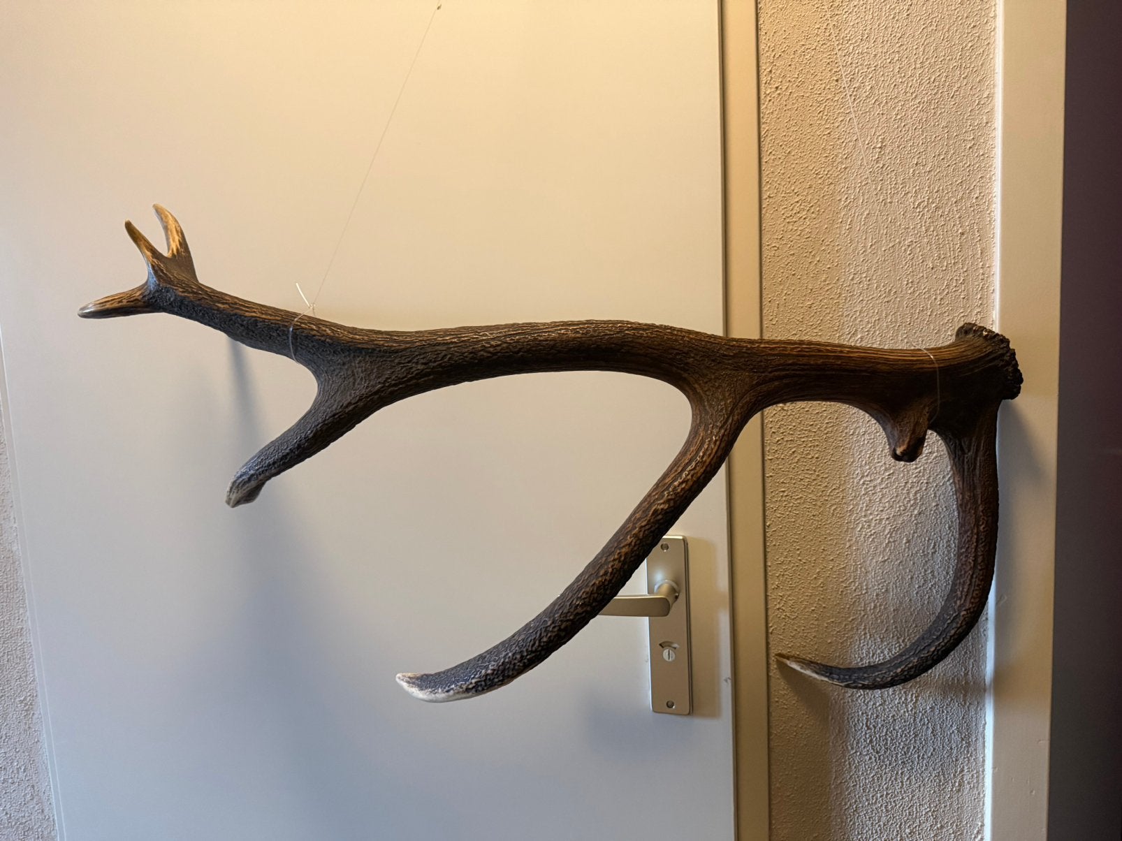 Decoratief Gewei Hert/Edelhert, Ophalen, Zo goed als nieuw, Hert, Gewei of Kop