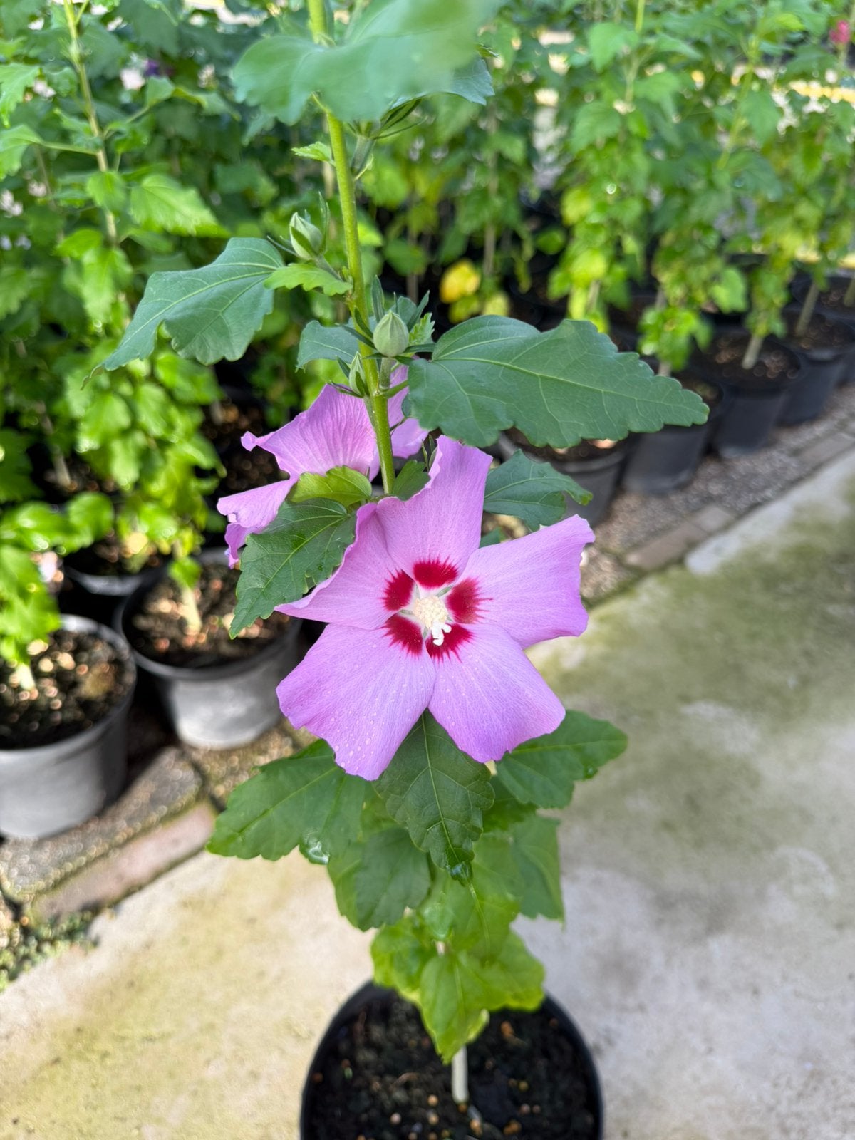 Hibiscus, Ophalen, Overige soorten, Volle zon