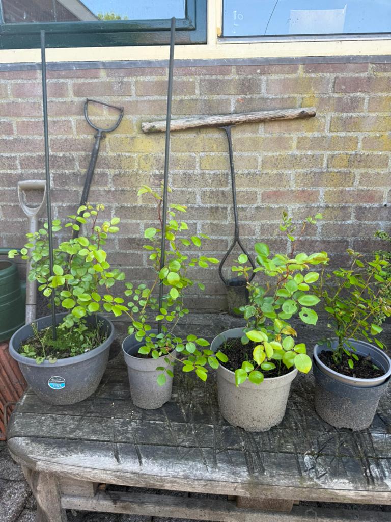 Klimroos in pot, Tuin en Terras, Planten | Tuinplanten, Ophalen, Overige soorten, Volle zon