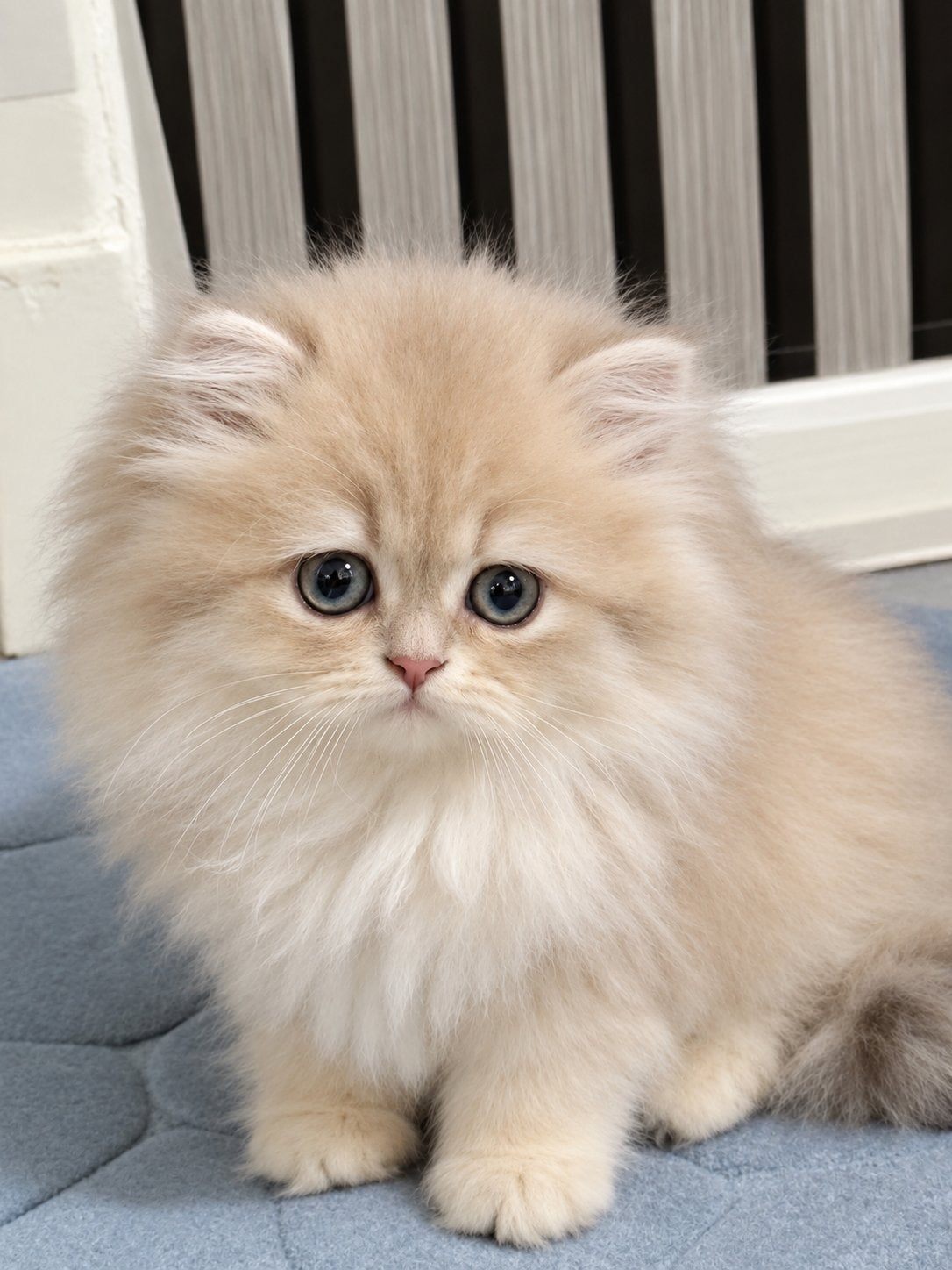 Britse langhaar kittens🐾, Dieren en Toebehoren, Poes, Gechipt