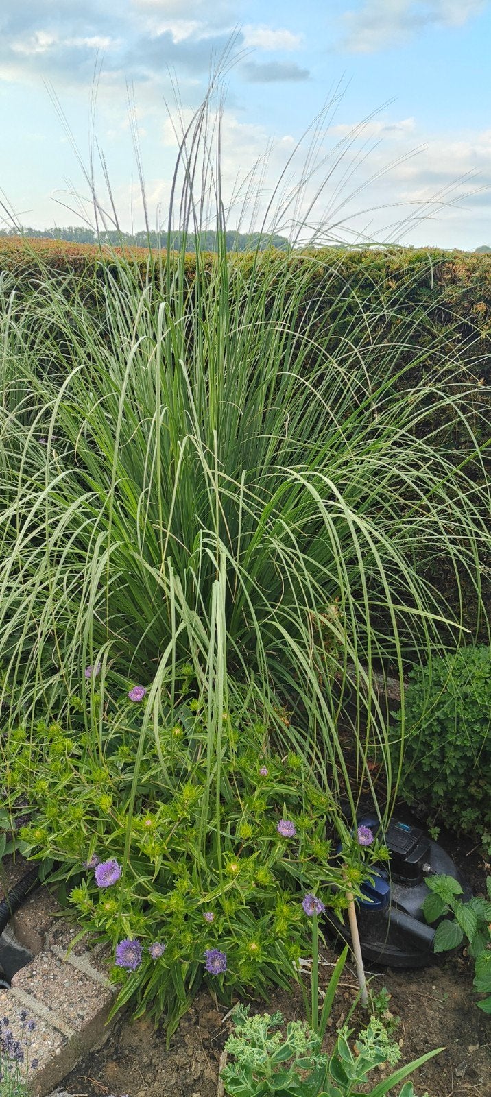 Pampasgras te koop, Tuin en Terras, Ophalen, Overige soorten, Volle zon