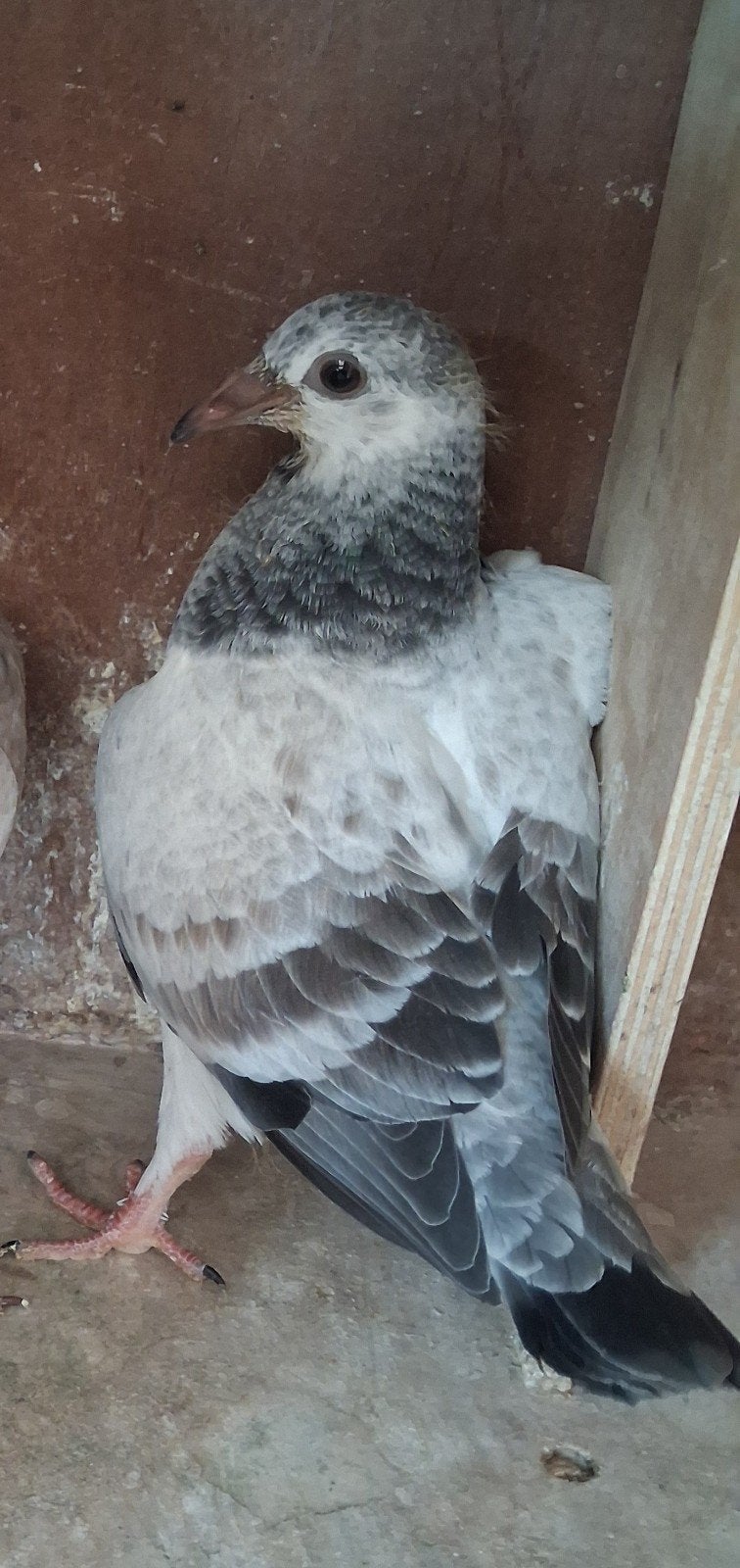 1 JONGE SCHIMMEL POSTDUIF, Dieren en Toebehoren, Vogels | Duiven, Meerdere dieren, Postduif