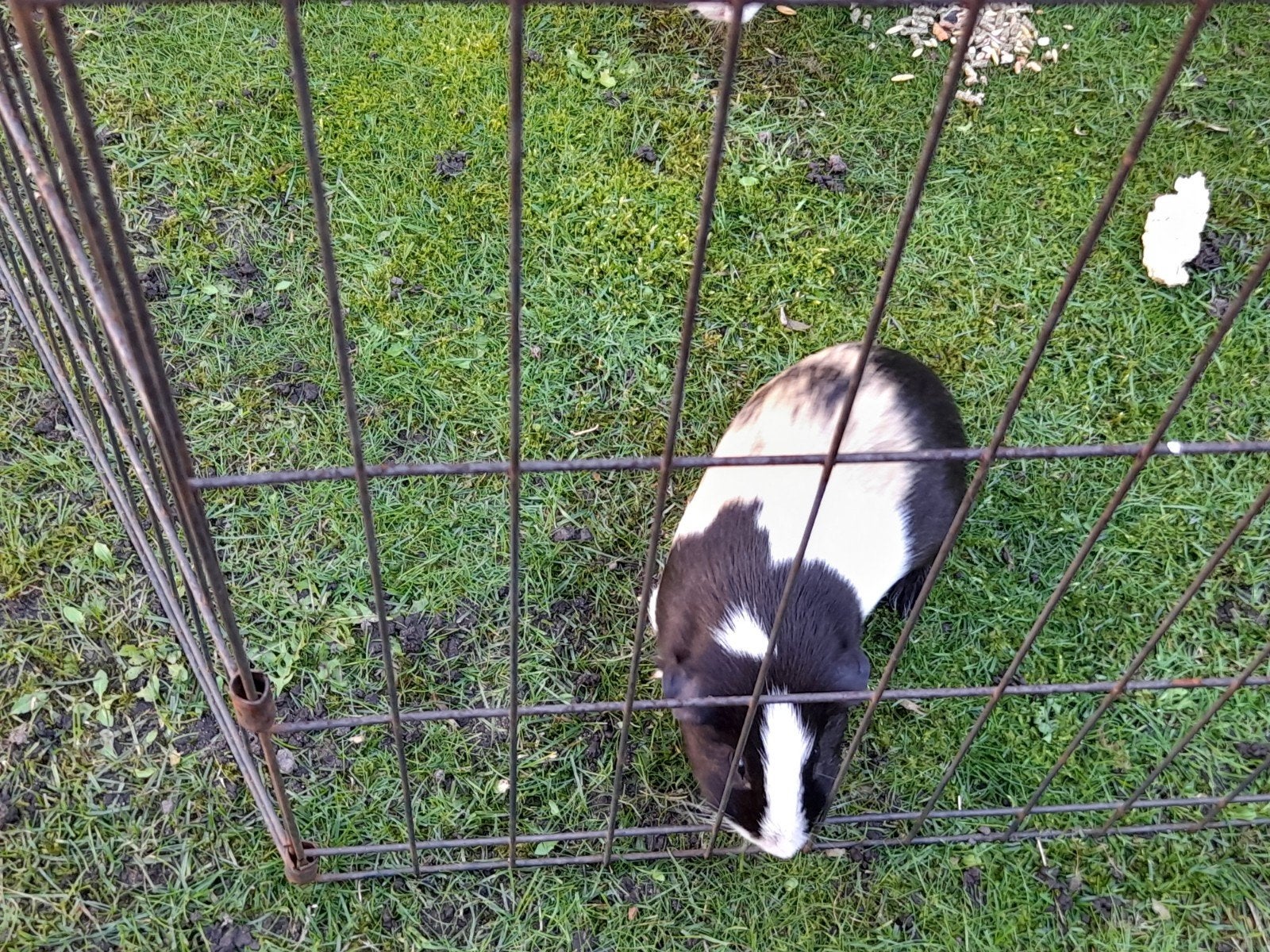 liefdevol huis gezocht voor 3 vrolijke speelse rakkers., Dieren en Toebehoren, Juni, Mannelijk, Cavia