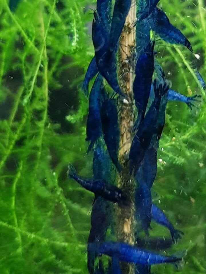 Hobbyaquarium  Blue dream garnalen high grade, Dieren en Toebehoren, Vissen | Aquariumvissen, Kreeft, Krab of Garnaal, Zoetwatervis