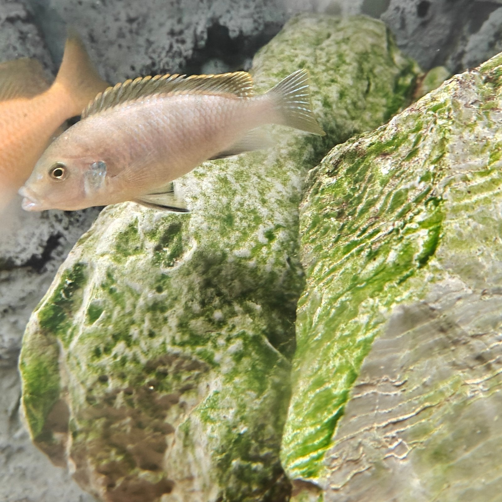 Malawi cichlide hybride, Dieren en Toebehoren, Vissen | Aquariumvissen, Vis