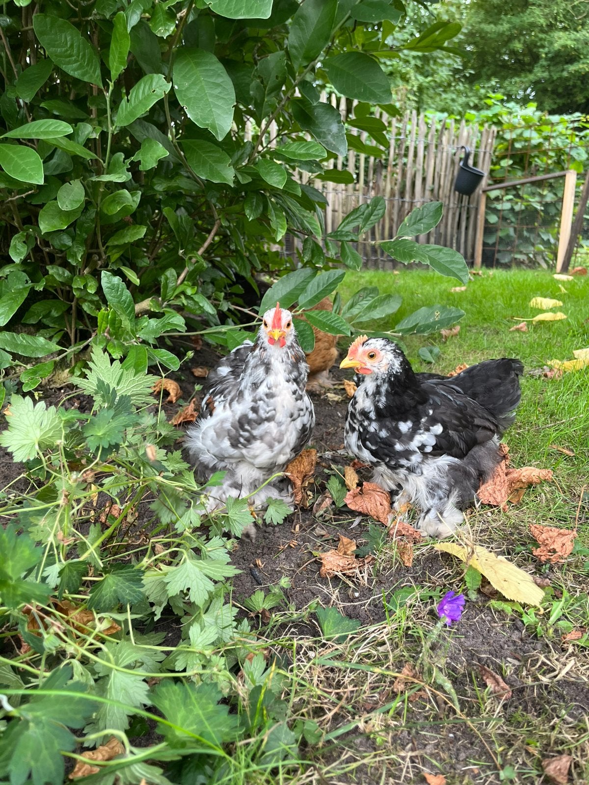 2 cochin kriel hanen, Mannelijk, Kip