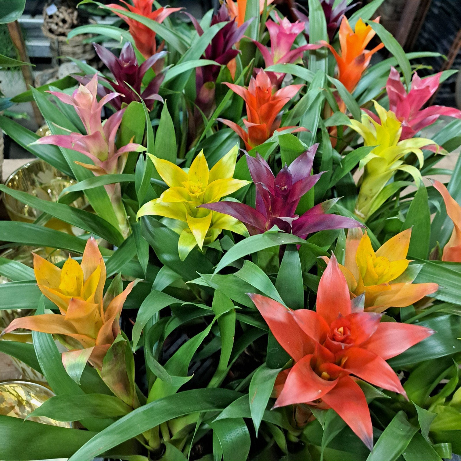 Bromelia planten  3 voor €7,50., Ophalen, Halfschaduw, Minder dan 100 cm