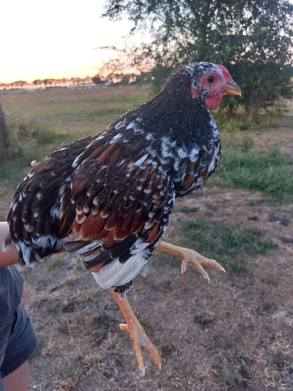 Mooie jonge Wayandotte kriel haan., Dieren en Toebehoren, Pluimvee, Mannelijk, Kip