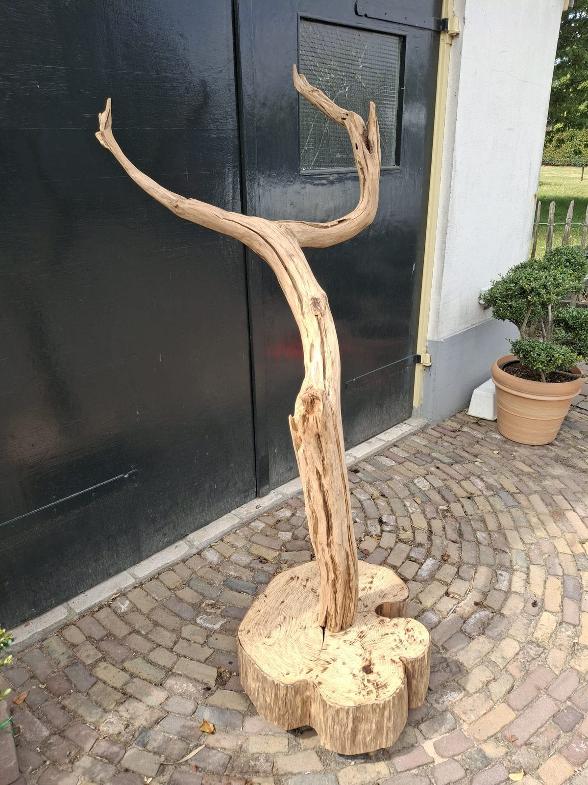 Mooie vogelboom, Ophalen, Nieuw