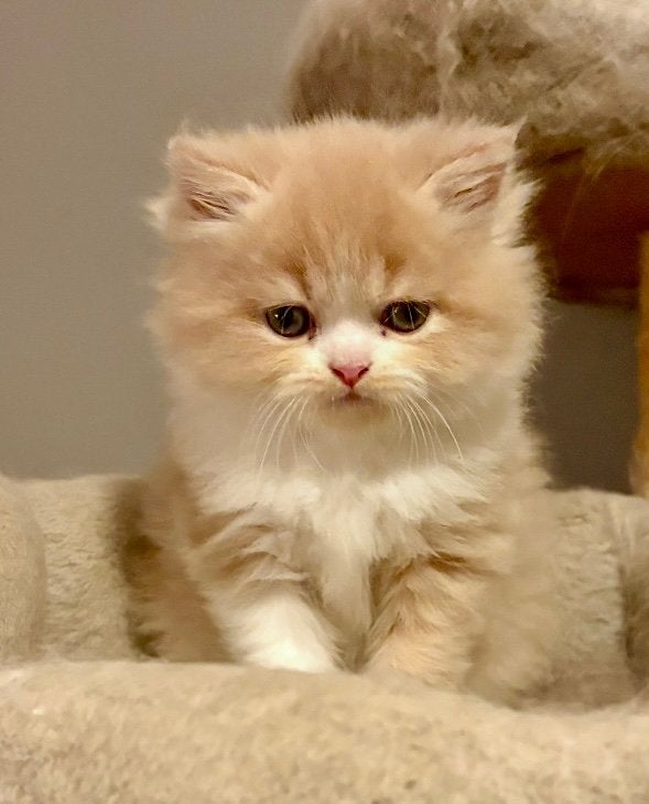 Te koop Ragdoll x Perz Kittens, Meerdere dieren, Gechipt, 0 tot 2 jaar