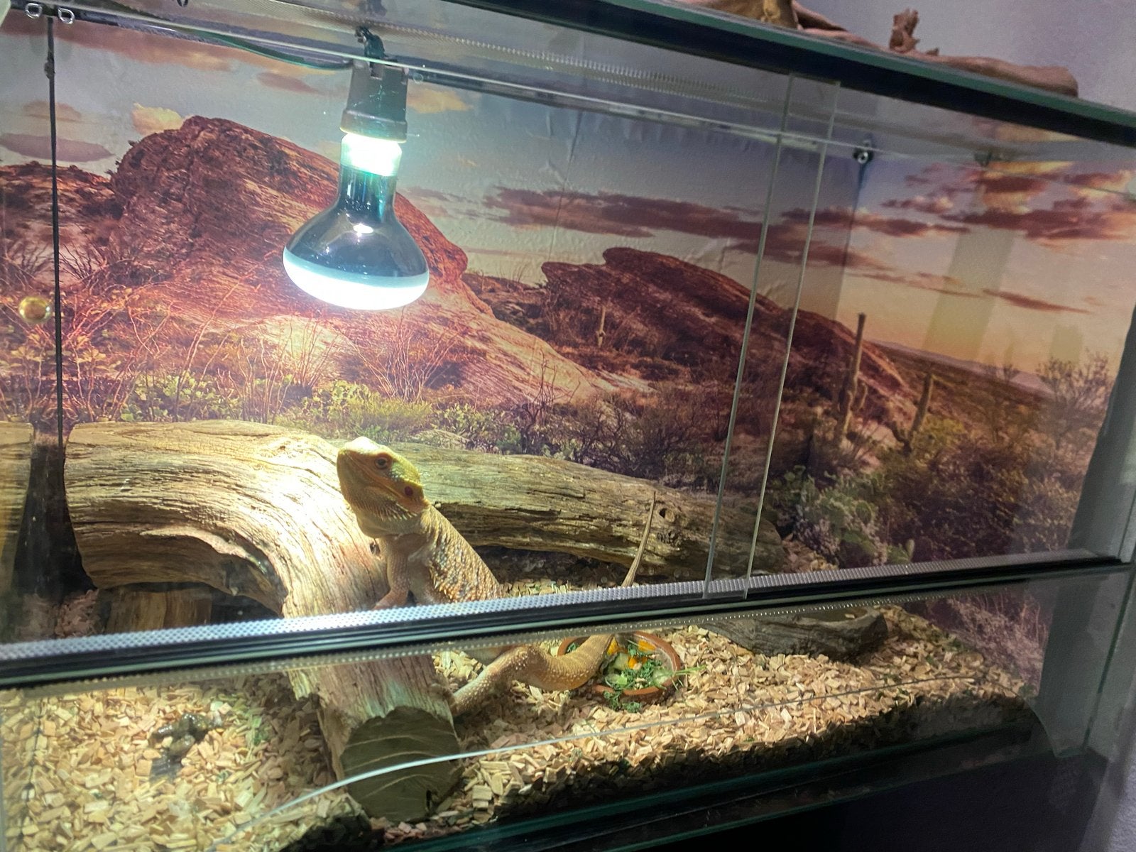 1 jarige baardagaam incl terrarium Bearded Dragon - unknown for sale from van hooft