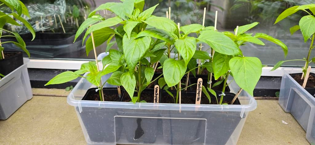 Groenteplantjes / moestuinplantjes / moestuin / stekjes, Ophalen of Verzenden, Nieuw, Rond, Minder dan 30 cm
