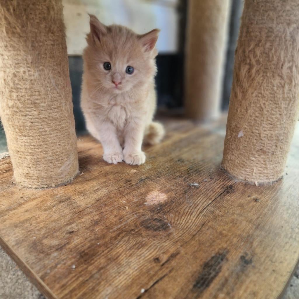 Maine coon kittens., Dieren en Toebehoren, Katten en Kittens | Raskatten | Langhaar, Meerdere dieren, Ontwormd