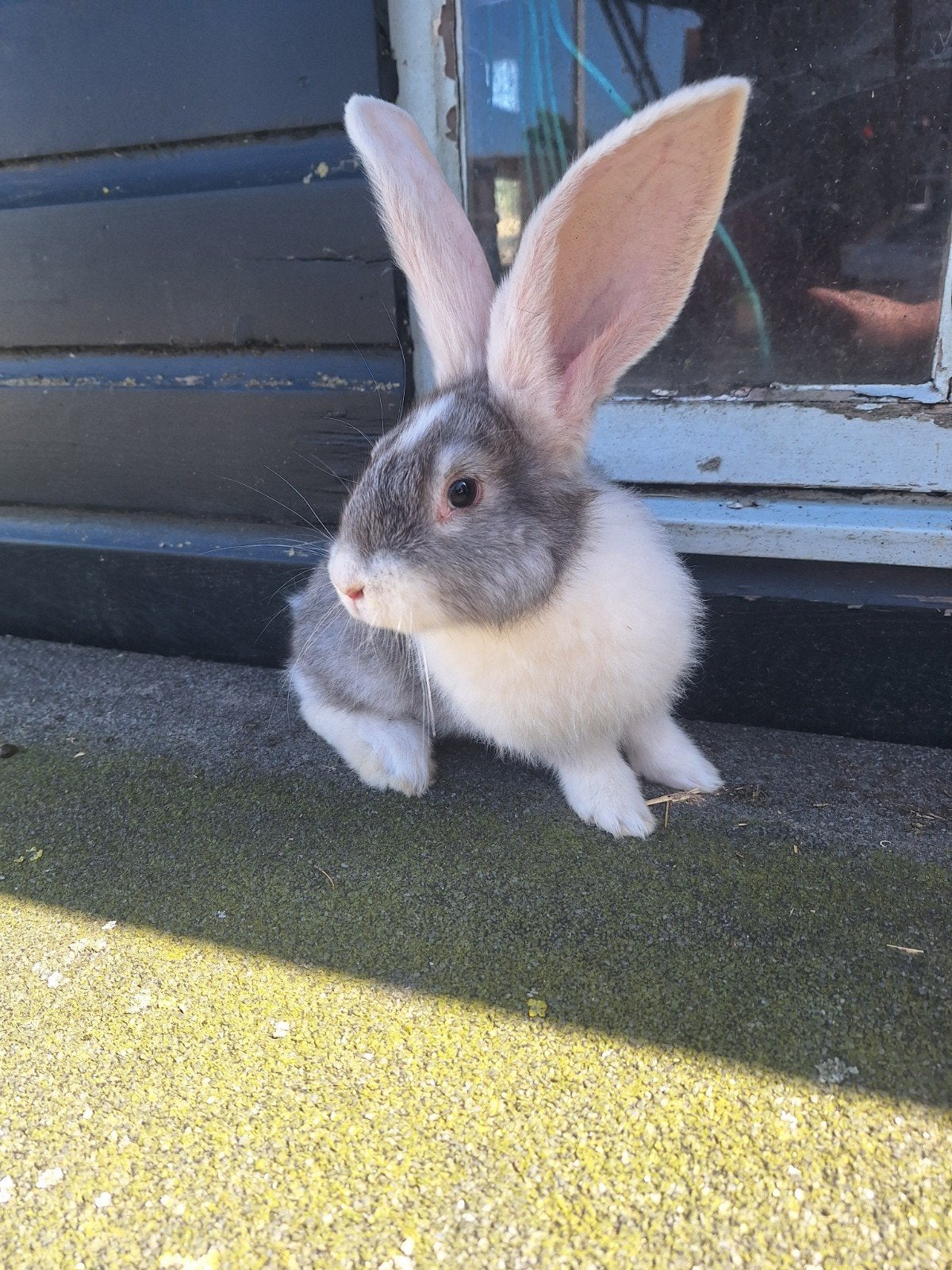 Duitse reus, Vrouwelijk, Groot, 0 tot 2 jaar