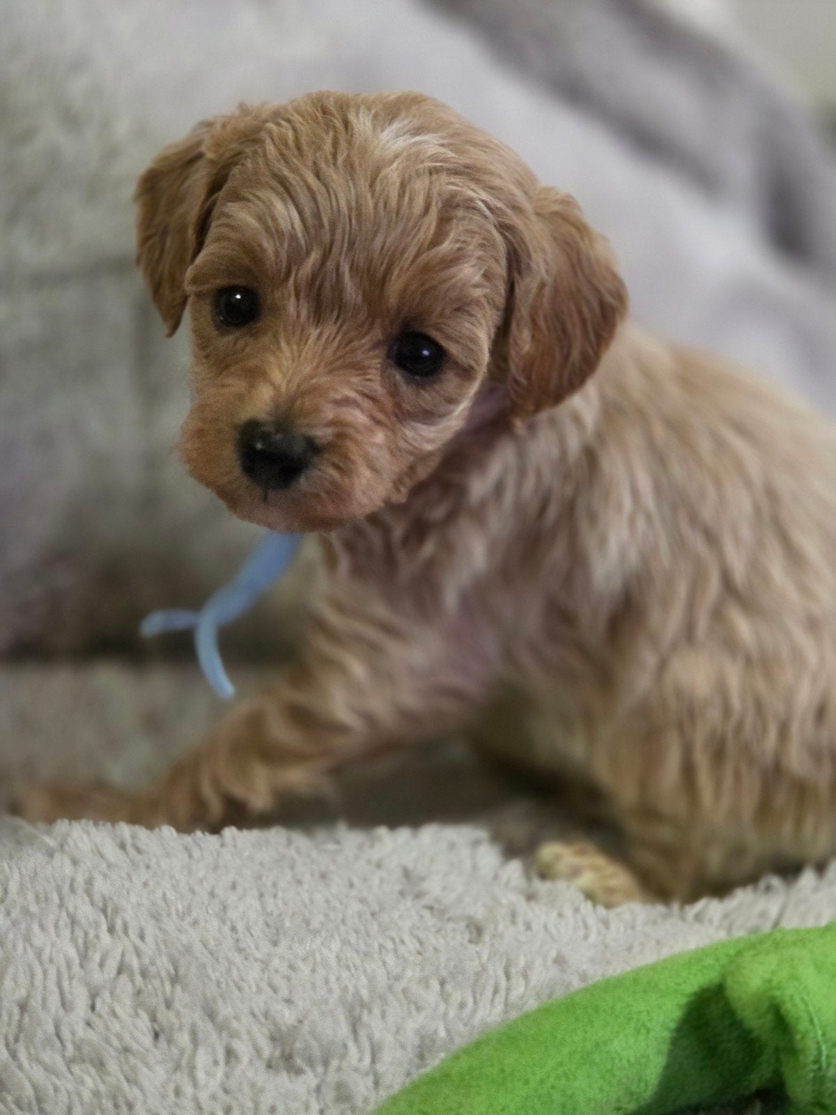 maltipoo pups, Overige rassen, 8 tot 15 weken, Meerdere, Meerdere dieren