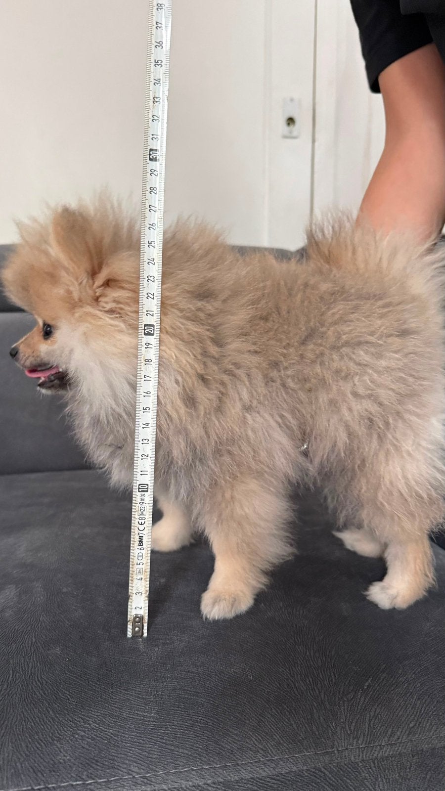 Bear face mini pomeranian, Keeshond, HCC (leverziekte), 8 tot 15 weken, Teef