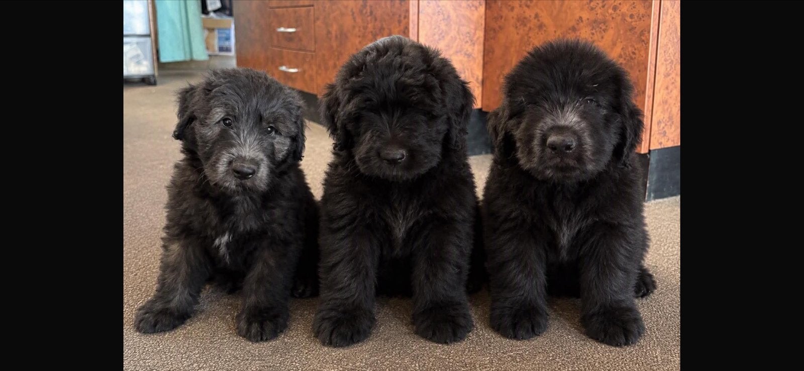 Te koop zeer mooie bouvier puppys, Dieren en Toebehoren, België, Particulier, Reu, 8 tot 15 weken