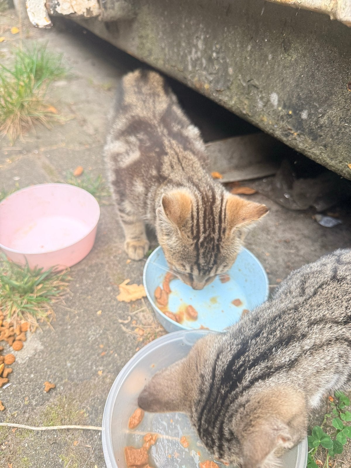 Gratis |  Vier lieve kittens zoeken een fijn thuis, Geslacht onbekend, Kortharig, 0 tot 2 jaar
