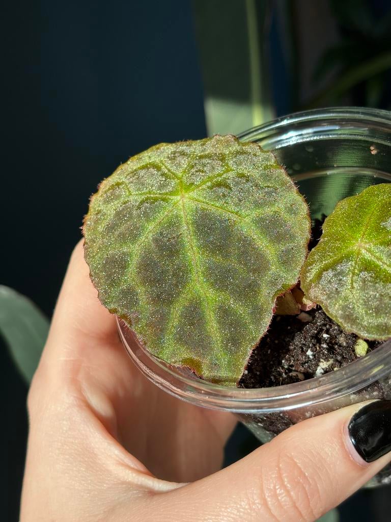 Begonia Goegoensis [S], Ophalen of Verzenden, Halfschaduw, Minder dan 100 cm