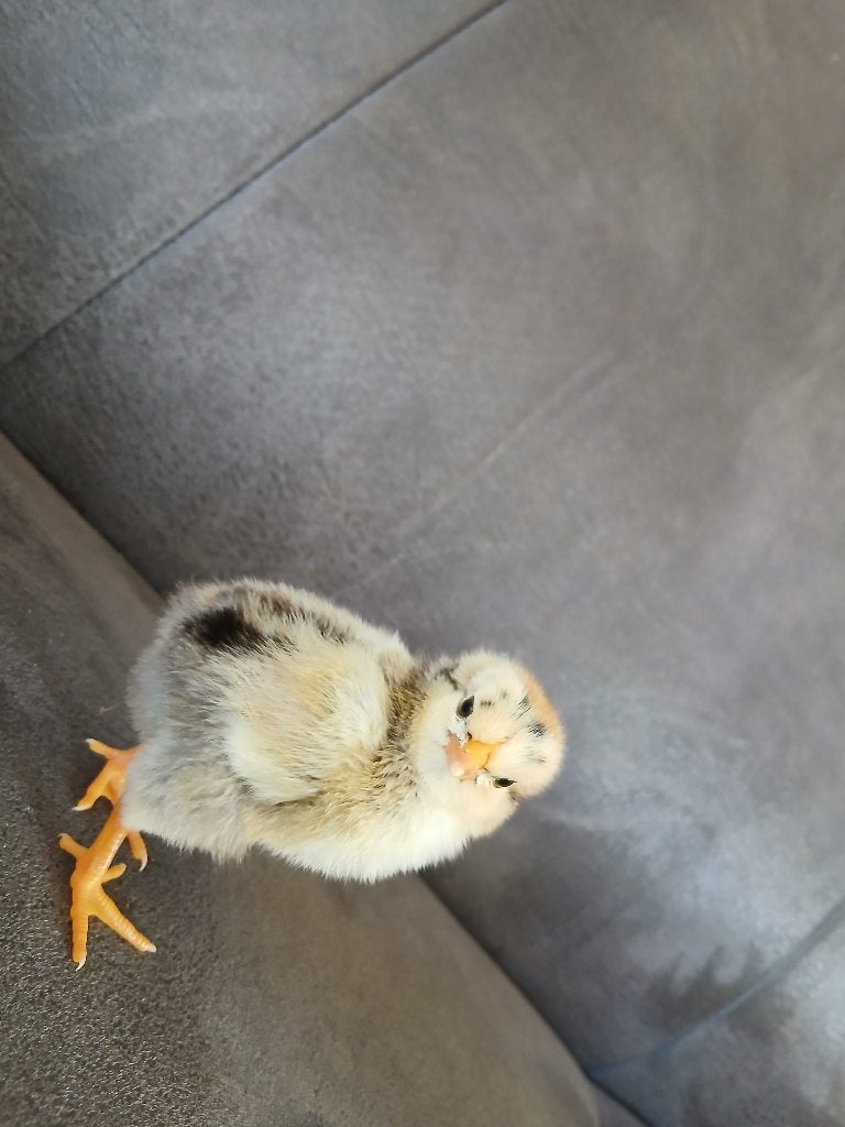 Leuke kuikens Barnevelders, Dieren en Toebehoren, Geslacht onbekend, Kip