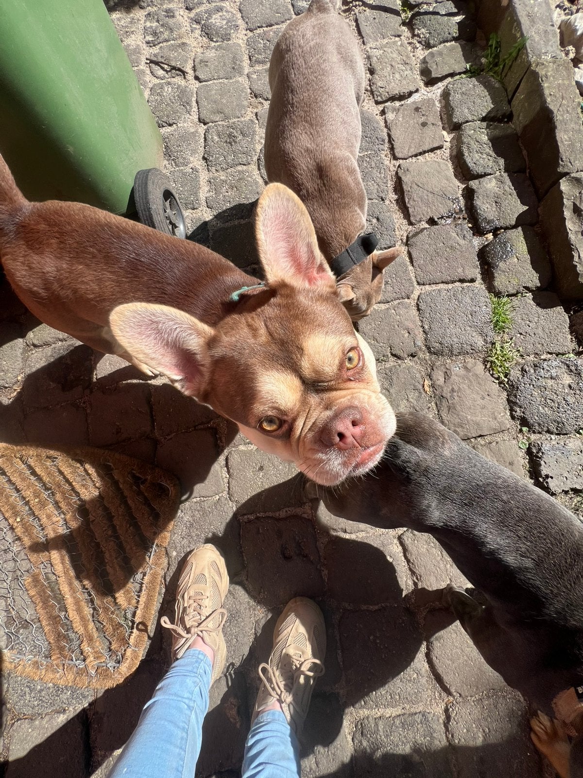 Warm huisje gezocht franse bulldog teef, 1 tot 2 jaar, Teef, Parvo, Bulldog